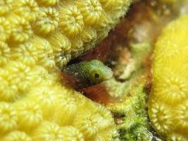 5 Spinyhead Blenny IMG 4041